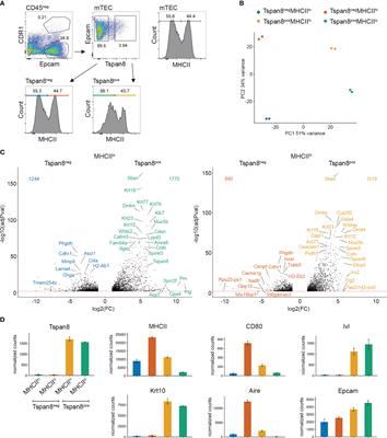 Ehf and Fezf2 regulate late medullary thymic epithelial cell and thymic tuft cell development